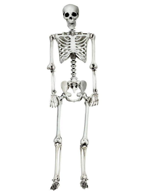 5.4 Feet Halloween Skeleton Life Size Realistic Full Body Hanging - Color: White